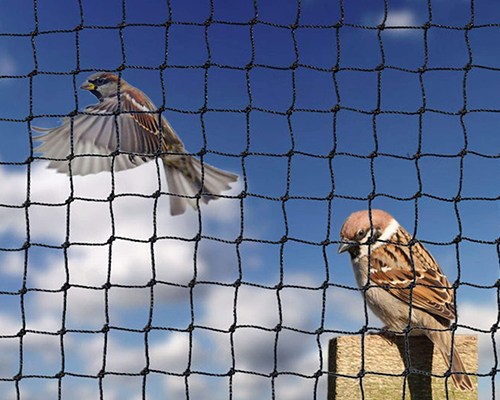 Bird Net